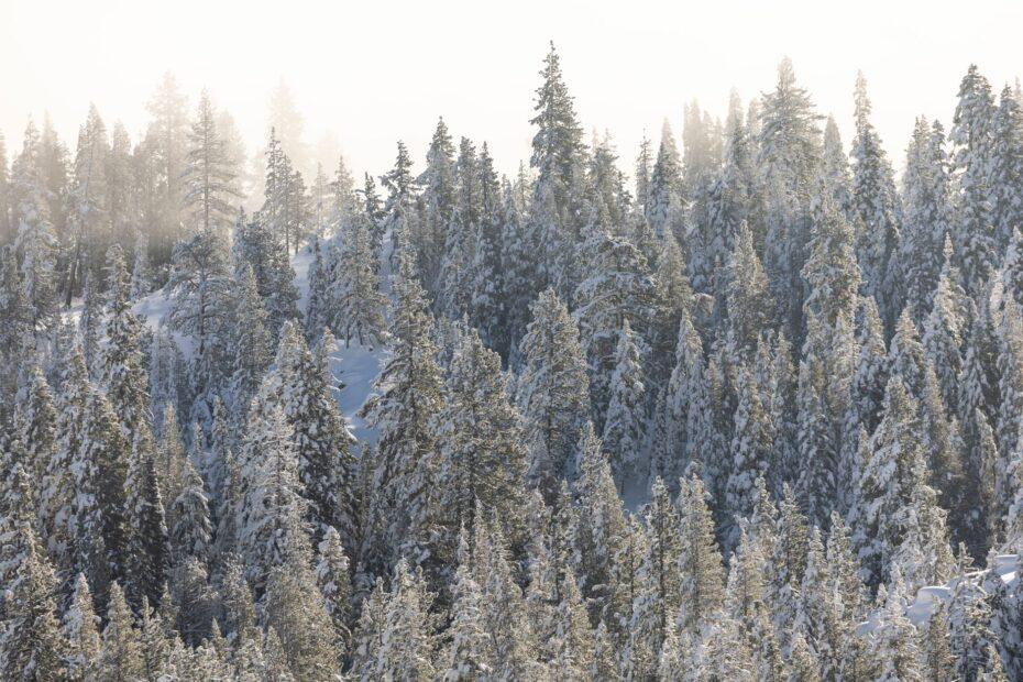 Illustration of The Difference Between Evergreen Content and Trending Content